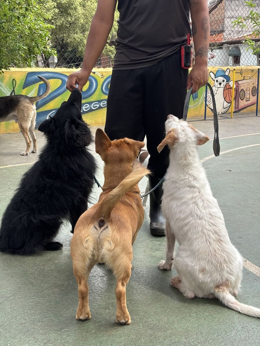 Treinador conduzindo cães na guia