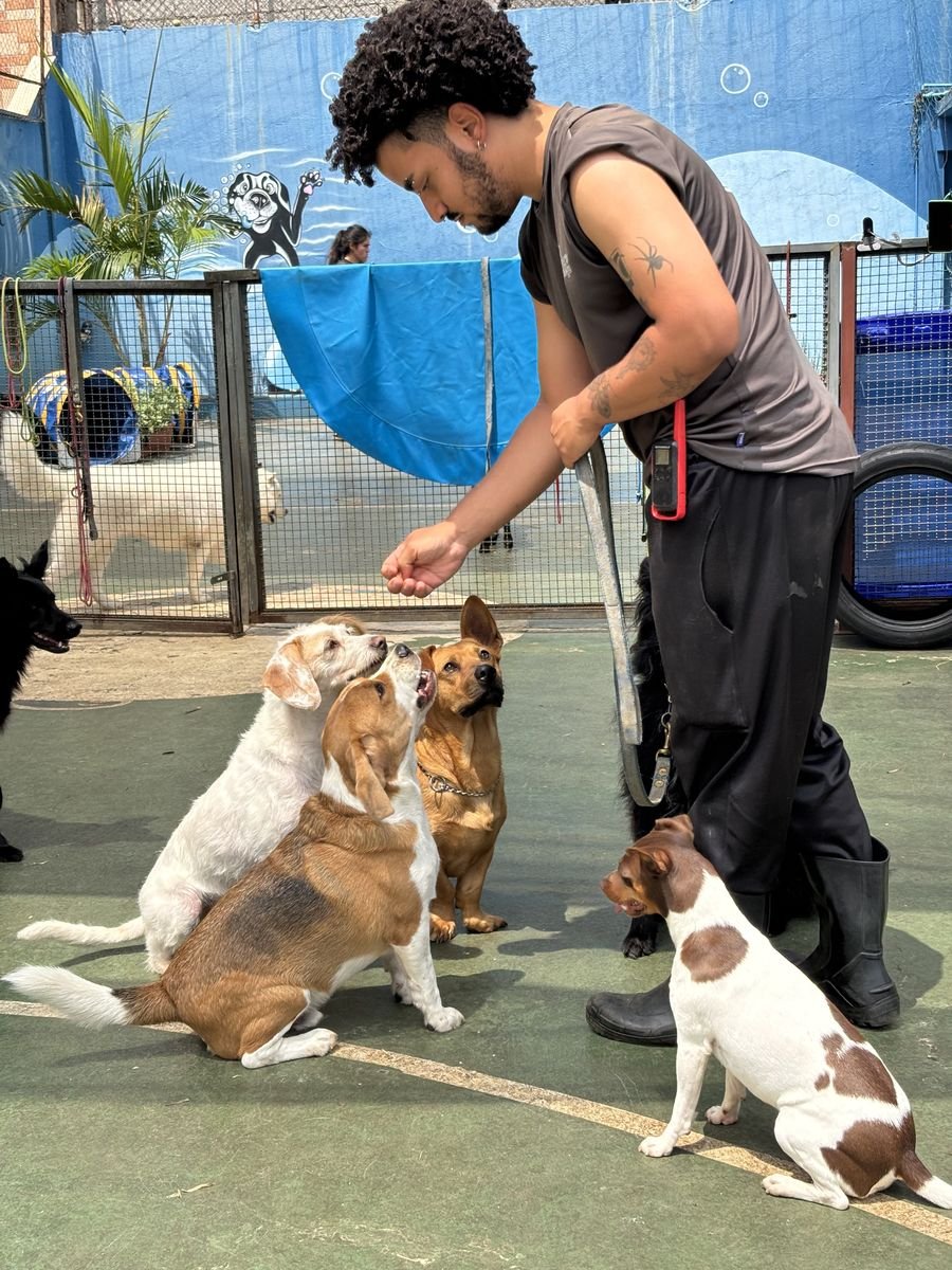 Treinador interagindo com um grupo de cães no pátio