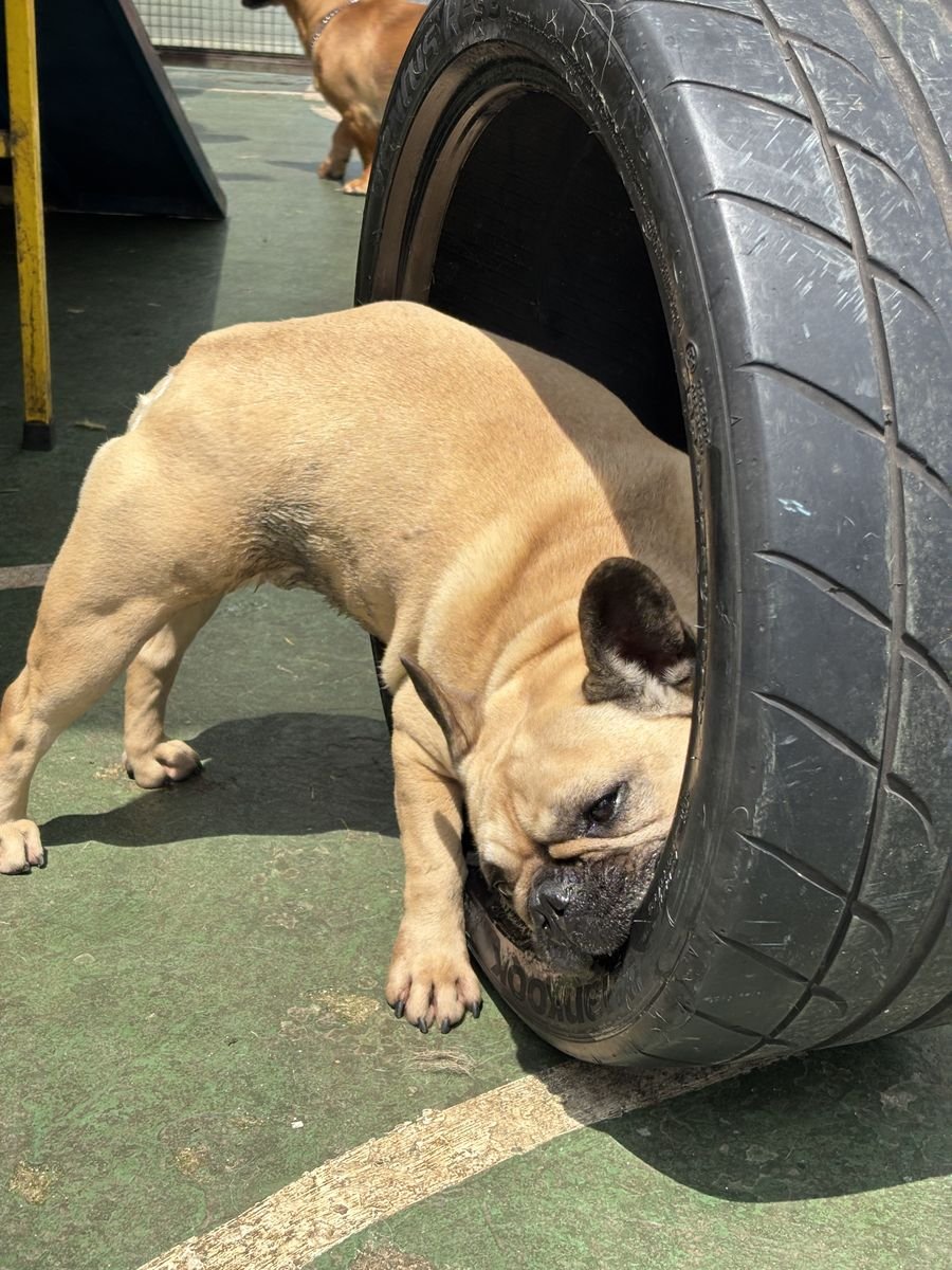 Buldogue francês explorando o pneu