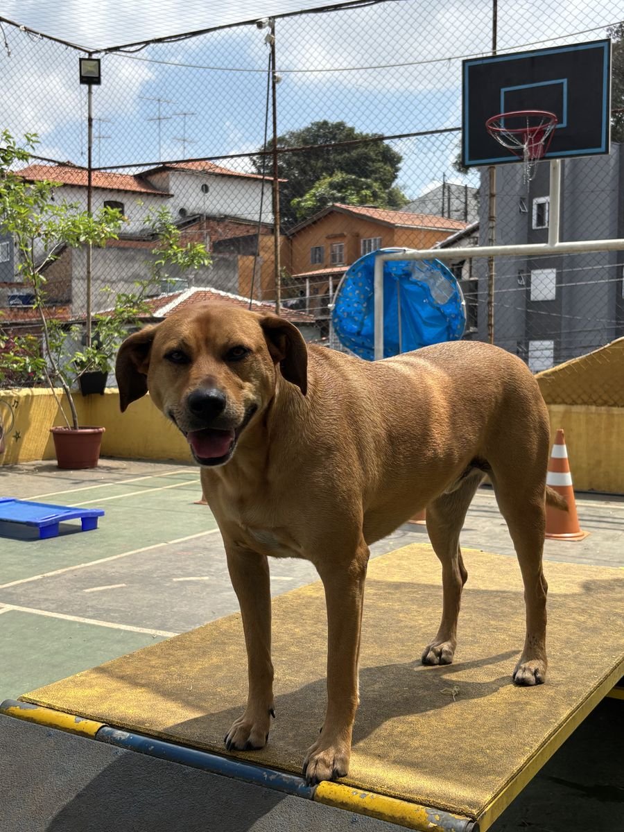Cão caramelo na plataforma de equilíbrio