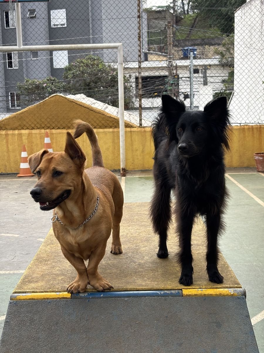 Dupla de cães na plataforma