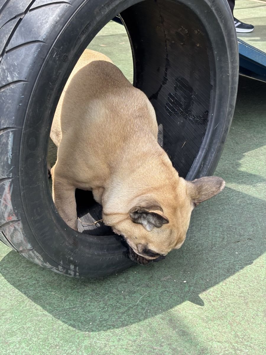 Buldogue francês passando pelo pneu