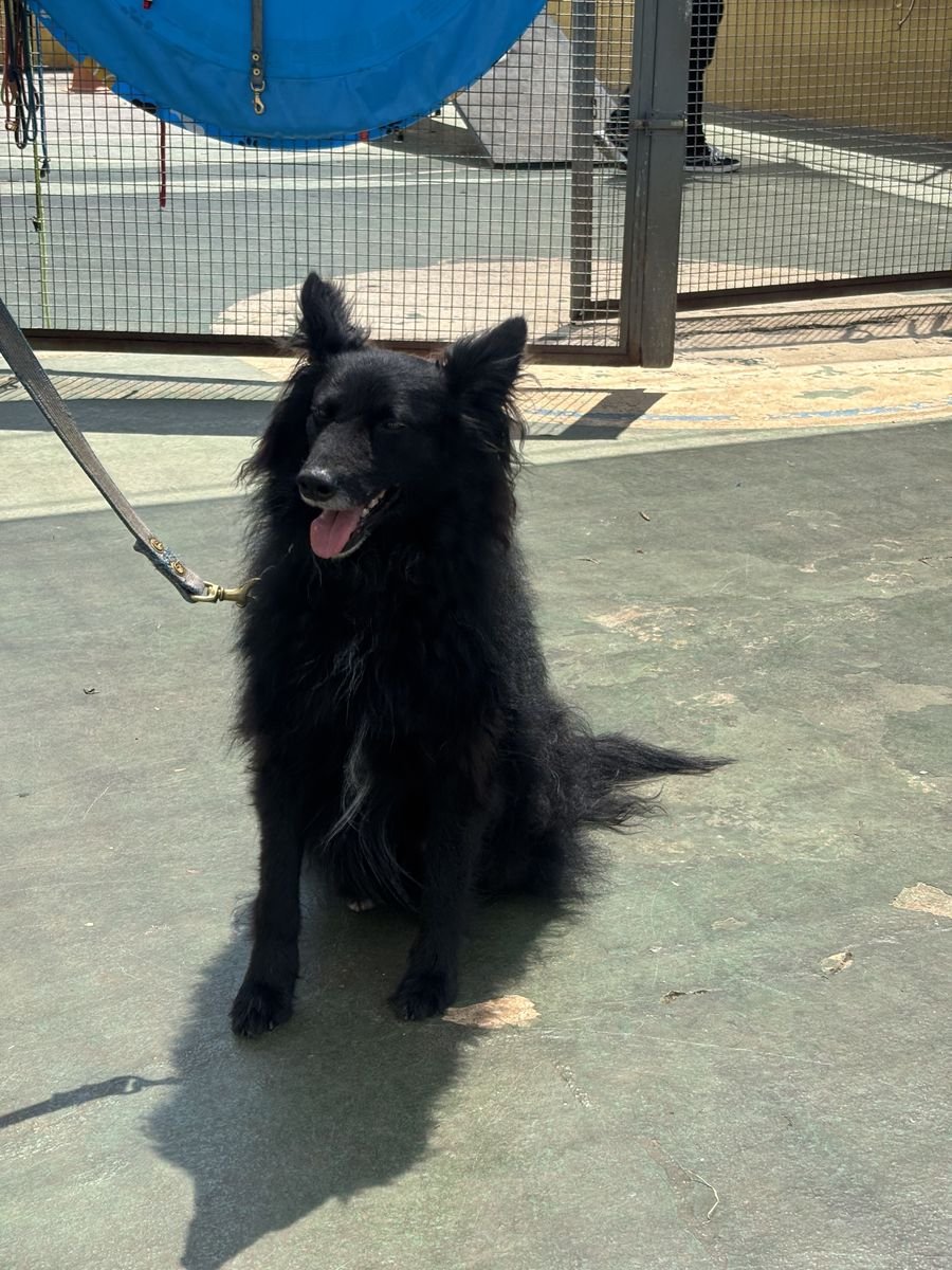 Cão preto descansando no pátio