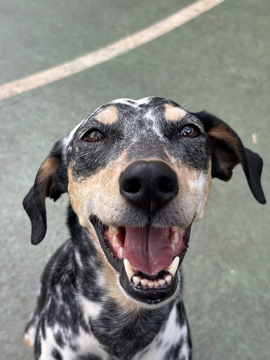 Cão sorrindo para a câmera
