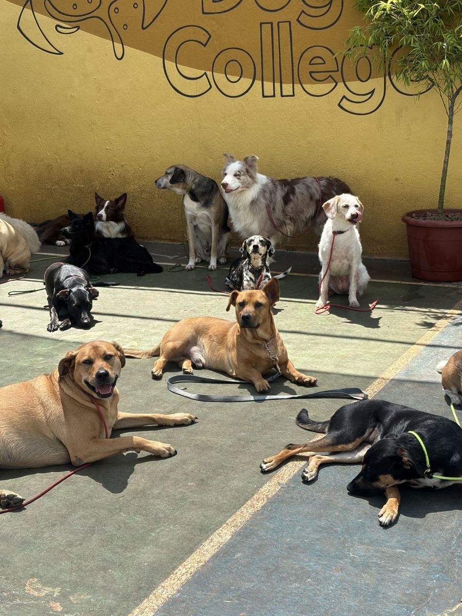 Turma de cães reunida no pátio em frente ao muro da Dog's College