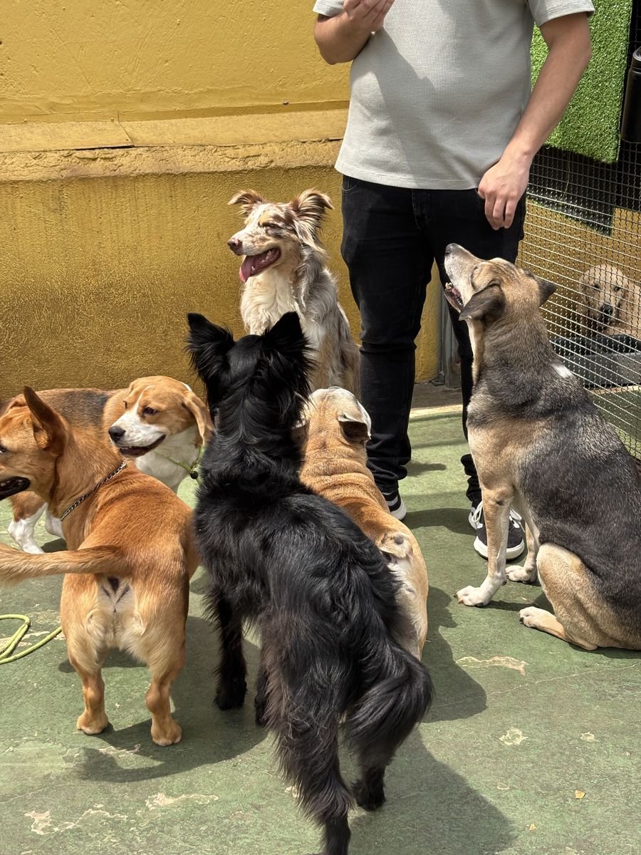 Cães sentados e atentos ao treinador
